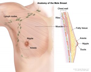 male breast formation